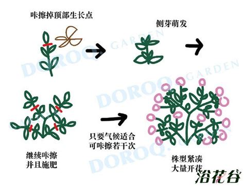 植物摘心是什麼意思